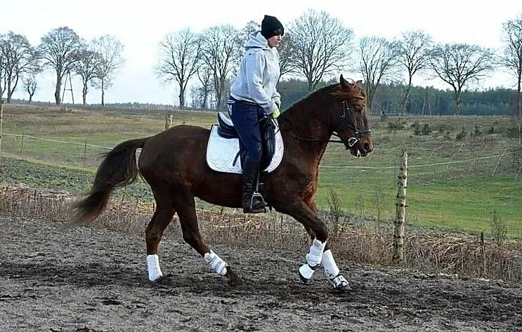 Wałach andaluzyjski jest w Pl, Wielkopolskie, Złotów