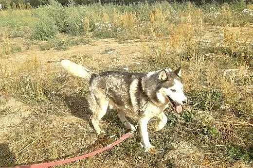 Husky Axel szuka odpowiedzialnych opiekunów,  Husky cała Polska