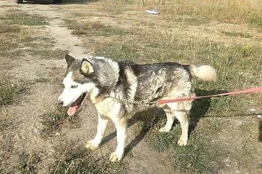 Husky Axel szuka odpowiedzialnych opiekunów,  Husk