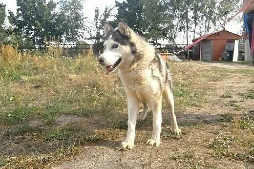 Husky Axel szuka odpowiedzialnych opiekunów,  Husk
