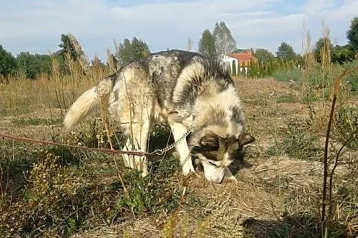Husky Axel szuka odpowiedzialnych opiekunów,  Husk