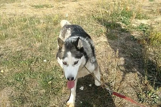 Husky Axel szuka odpowiedzialnych opiekunów,  Husk