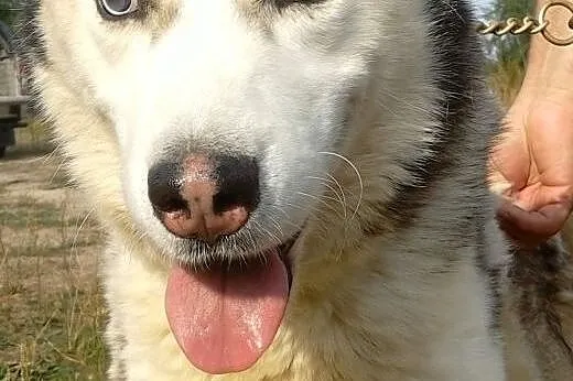Husky Axel szuka odpowiedzialnych opiekunów,  Husk