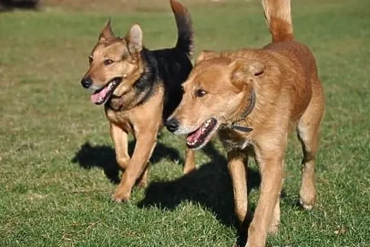 Rubin i Raja szukają domu, razem lub osobno. Adopcja