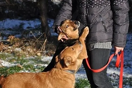Rubin i Raja szukają domu, razem lub osobno. Adopc