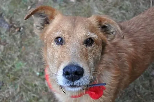 Rubin i Raja szukają domu, razem lub osobno. Adopc