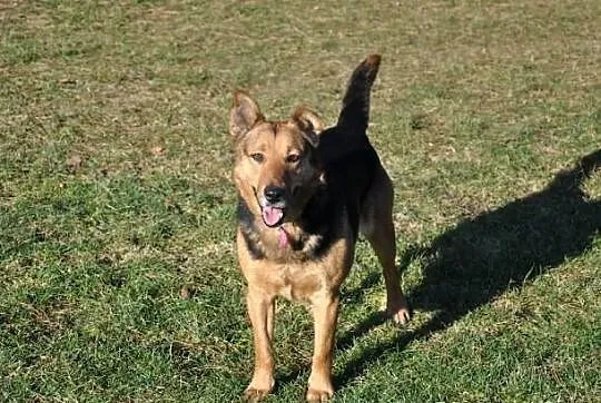 Rubin i Raja szukają domu, razem lub osobno. Adopc