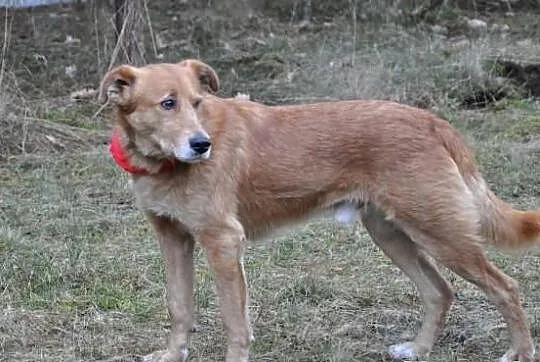 Rubin i Raja szukają domu, razem lub osobno. Adopc
