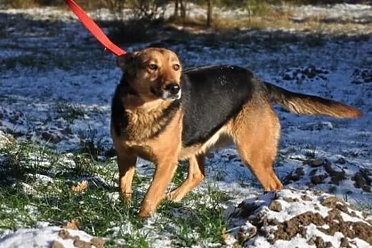 Rubin i Raja szukają domu, razem lub osobno. Adopc