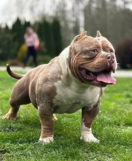 American Bully ABKC, Mazowieckie, Kozienice
