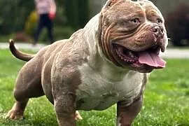 American Bully ABKC
