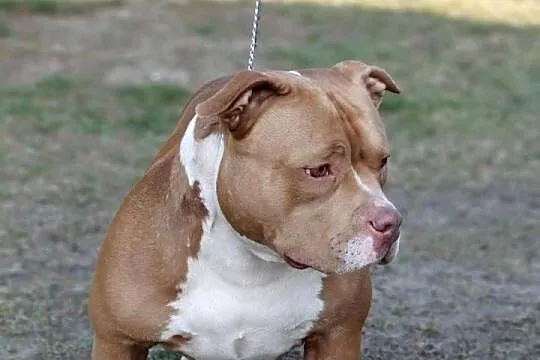 American Bully ABKC, Mazowieckie, Kozienice