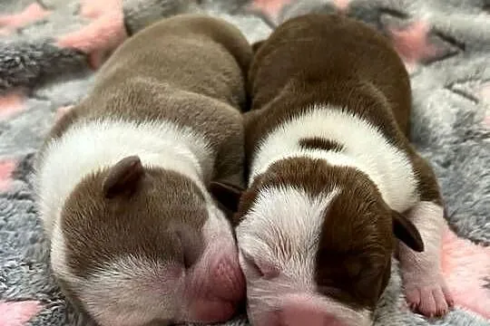 American Bully ABKC, Mazowieckie, Kozienice