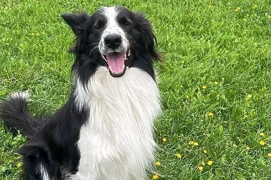 Reproduktor border collie