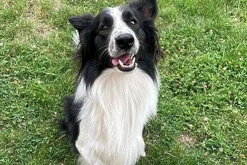 Reproduktor border collie, Wielkopolskie, Słupca