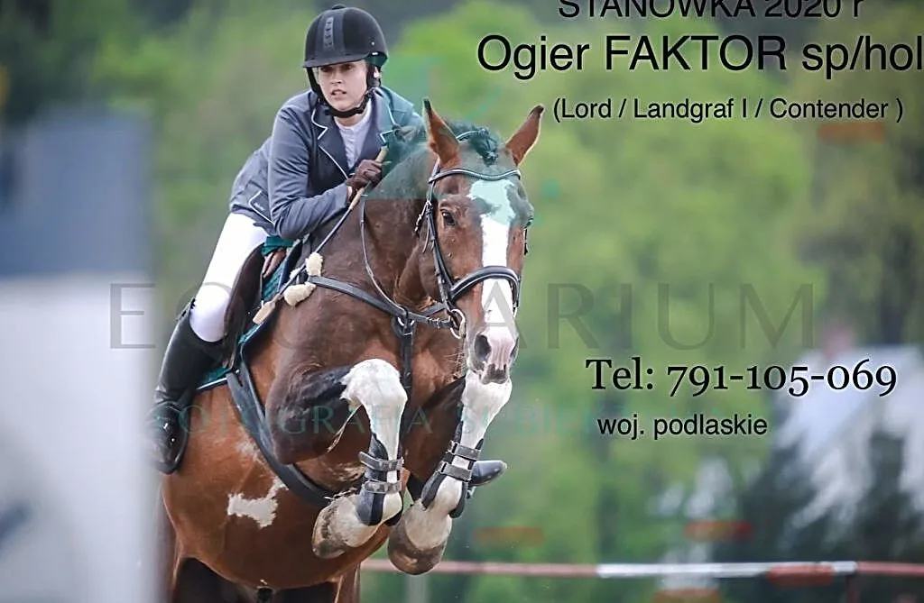 Stanówka ogierem FAKTOR - Lord/Landgraf/Contender, ,