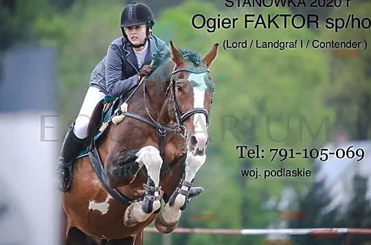 Stanówka ogierem FAKTOR - Lord/Landgraf/Contender, , 