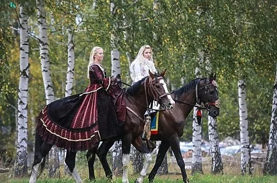 Stanówka ogierem FAKTOR - Lord/Landgraf/Contender, , 
