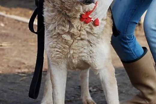 adoptuj starszego psiaka :),  łódzkie Łódź