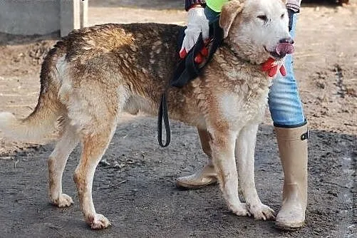 Adoptuj starszego psiaka :),  łódzkie Łódź