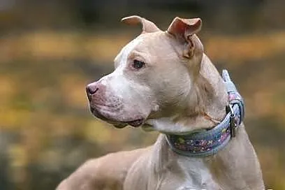 Śliczna pitbullka prosi o dom.
