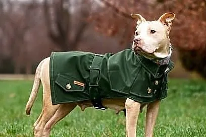 Śliczna pitbullka prosi o dom.