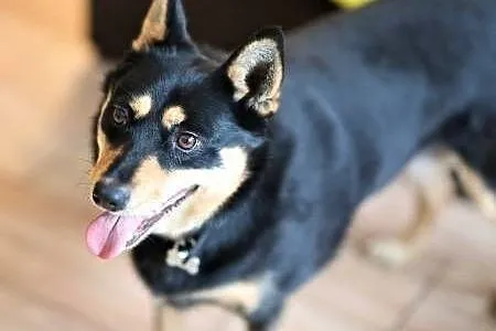 ZOJA - kochana, pro ludzka, wesoła sunia; do adopcji,  wielkopolskie Poznań, Wielkopolskie, Poznań