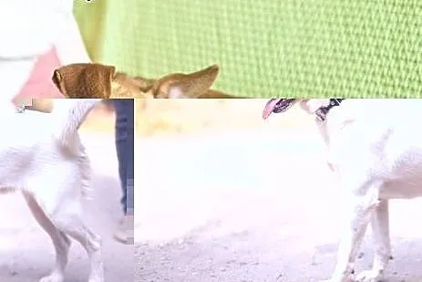 Zosia składa się z ogona i z miłości. Ale przede w