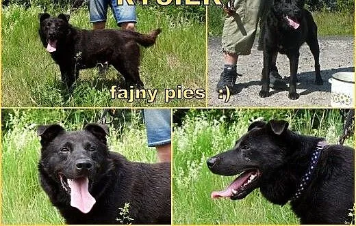 RYSIEK - fajny czarnulec, co miał być labradorem,