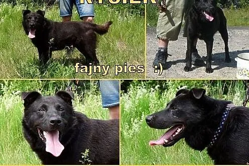 RYSIEK - fajny czarnulec, co miał być labradorem, 