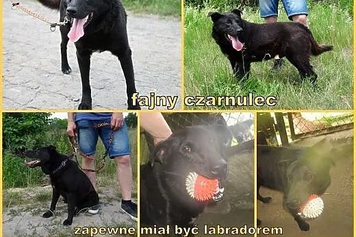 RYSIEK - fajny czarnulec, co miał być labradorem, 