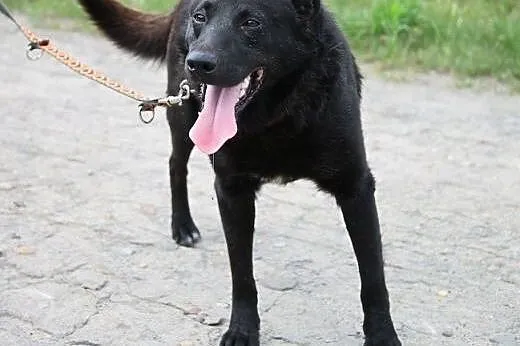 RYSIEK - fajny czarnulec, co miał być labradorem, 