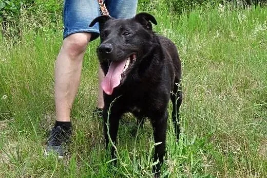 RYSIEK - fajny czarnulec, co miał być labradorem, 