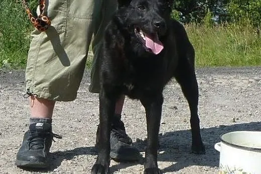 RYSIEK - fajny czarnulec, co miał być labradorem, 