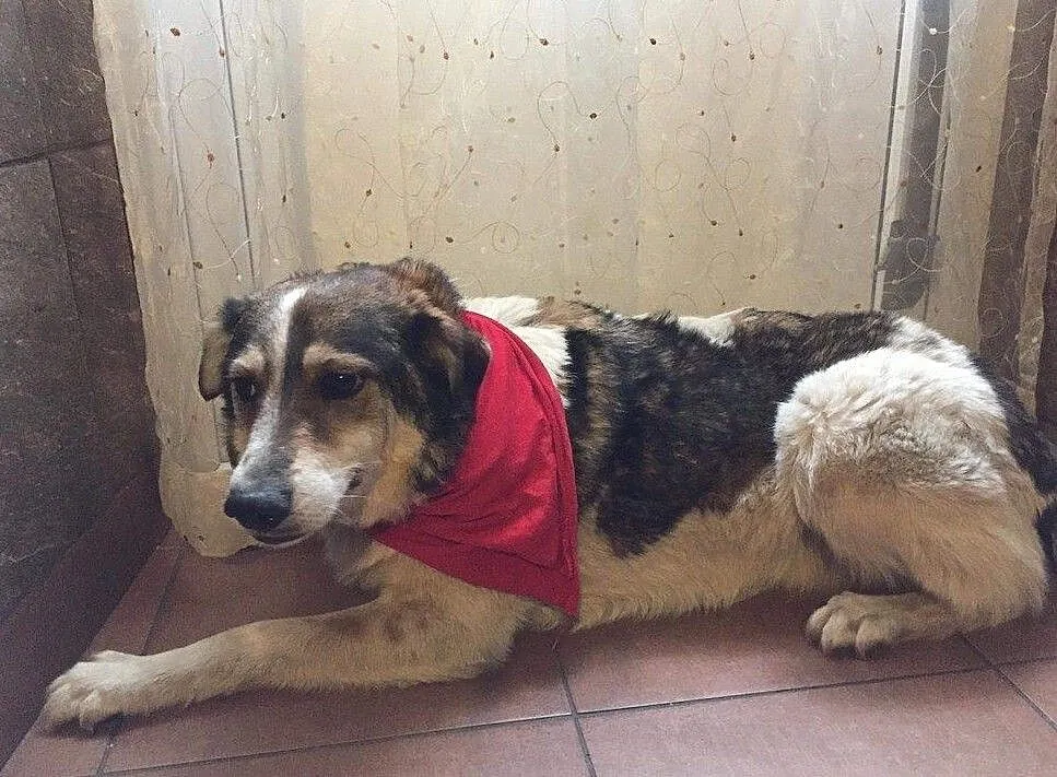 Łatek wesoły chłopak do adopcji, Mazowieckie, Warszawa