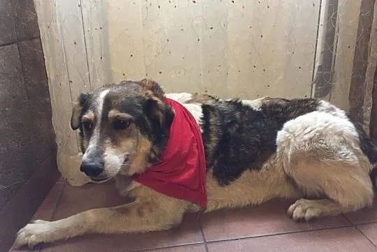 Łatek wesoły chłopak do adopcji, Mazowieckie, Warszawa