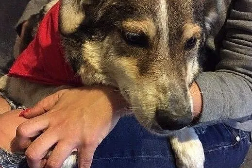 Łatek wesoły chłopak do adopcji, Mazowieckie, Warszawa