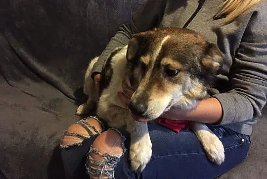 Łatek wesoły chłopak do adopcji, Mazowieckie, Warszawa