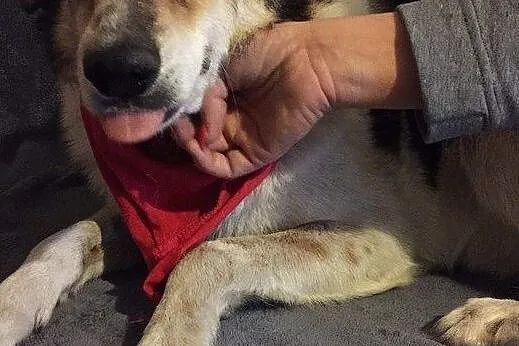 Łatek wesoły chłopak do adopcji, Mazowieckie, Warszawa