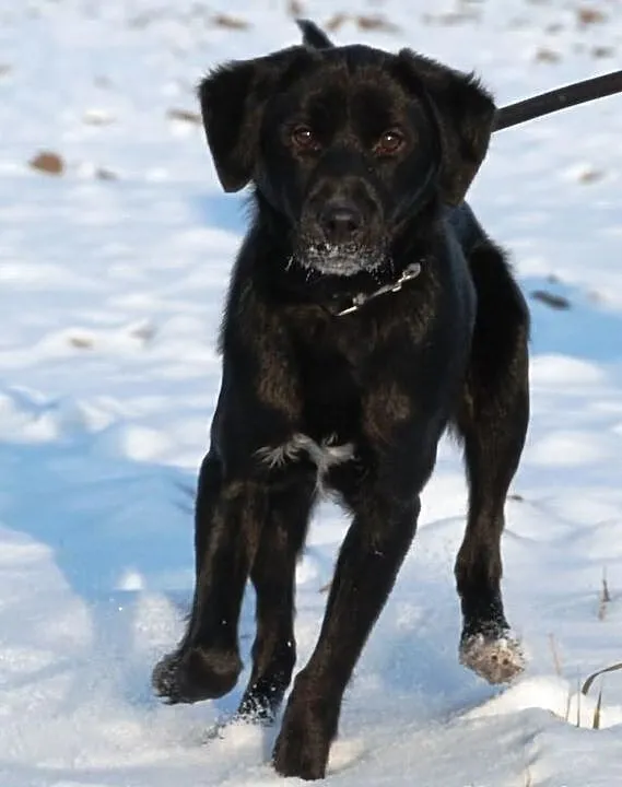 Moryc kilkumiesięczny szczeniak mix labrador ADOPC