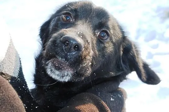 Moryc kilkumiesięczny szczeniak mix labrador ADOPC