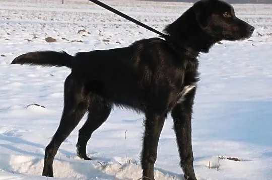 Moryc kilkumiesięczny szczeniak mix labrador ADOPC