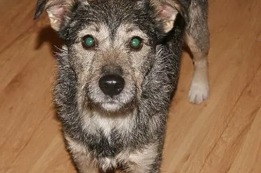 Chanel – kochana, szorstkowłosa mordka do adopcji,  kujawsko-pomorskie Toruń