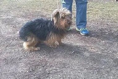 Białołęka! Zaginął ok. 2letni Bonzo !,  mazowiecki