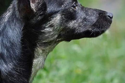 Rysia- malutka długonoga suczka,  mazowieckie Nowy