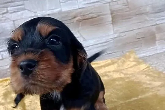 Śliczne Szczenięta Cocker Spaniel Angielski