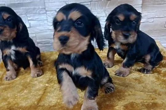 Śliczne Szczenięta Cocker Spaniel Angielski, Łódzkie, Sieradz