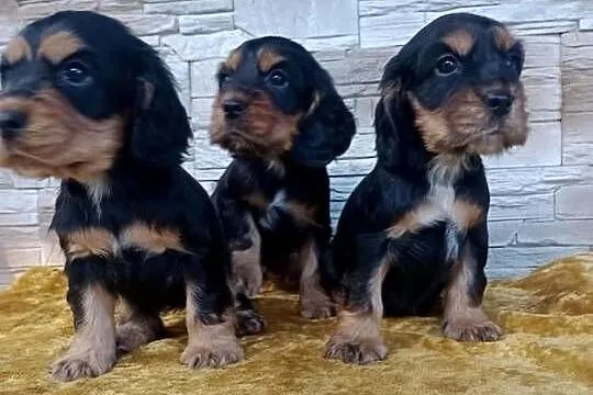 Śliczne Szczenięta Cocker Spaniel Angielski, Łódzkie, Sieradz
