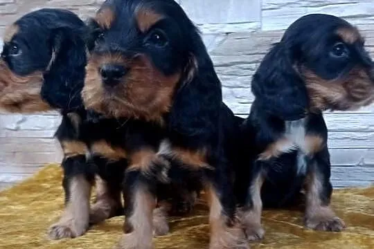Śliczne Szczenięta Cocker Spaniel Angielski, Łódzkie, Sieradz