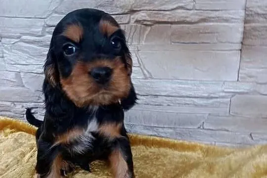 Śliczne Szczenięta Cocker Spaniel Angielski, Łódzkie, Sieradz